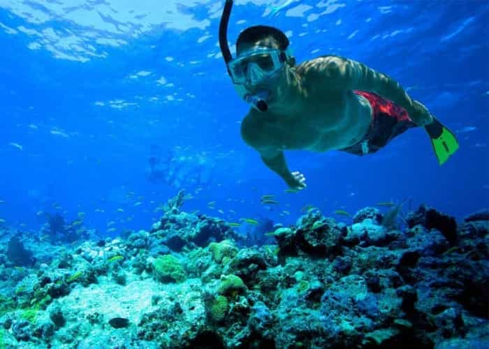   Swimming with Dolphins & Snorkeling Tour & Lunch 